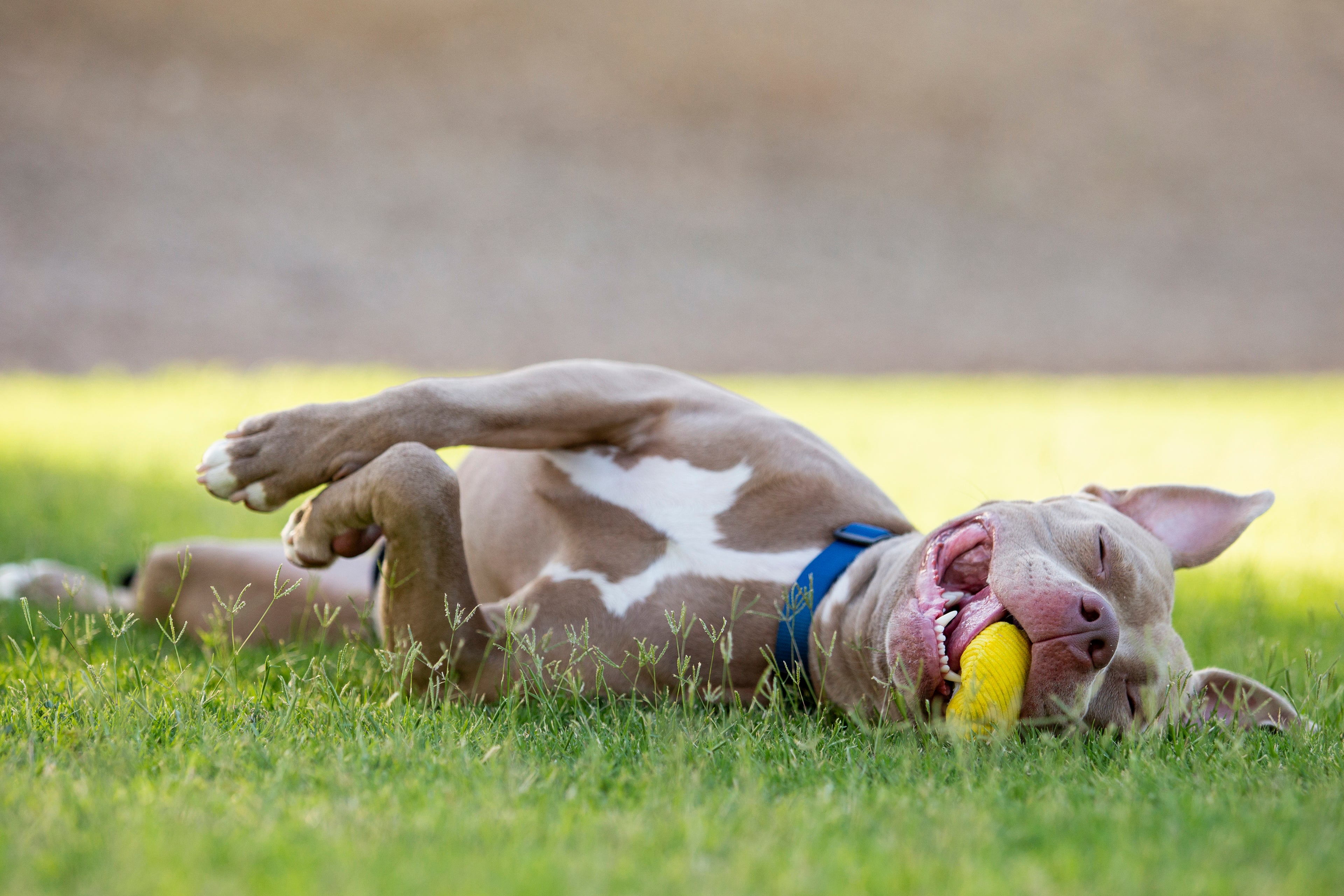 Dog playing with a yellow ball on grass