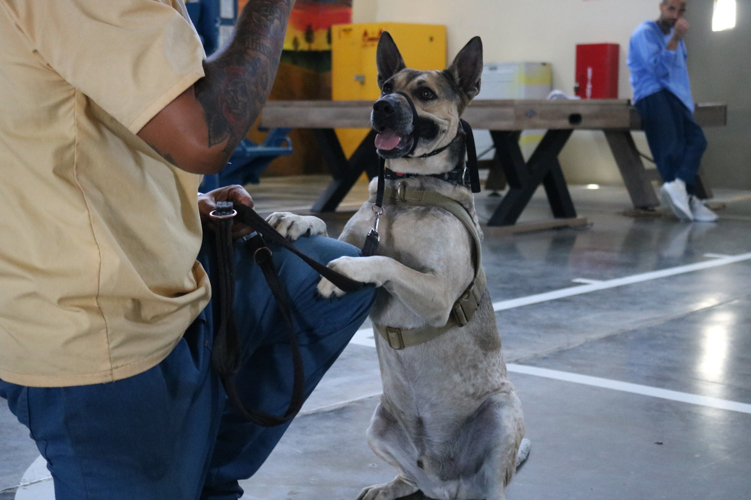 Dog in a training or rehabilitation setting with a person and equipment.