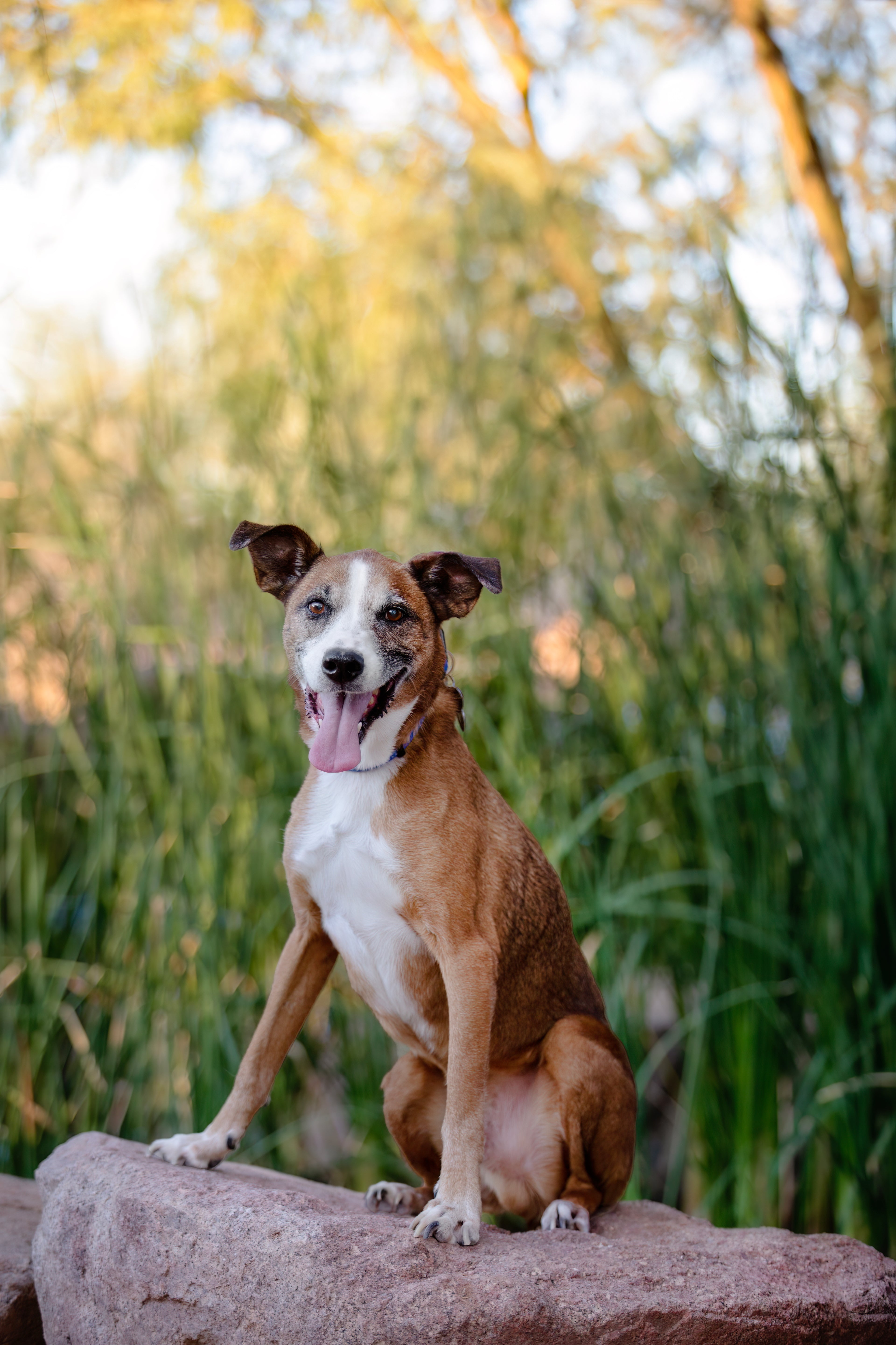 Dog sitting on a rock with a natural background of trees and foliage