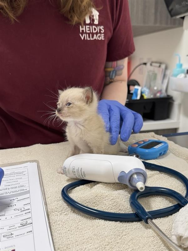Person with 'Heidi's Village' shirt holding a small kitten with medical equipment on a table.