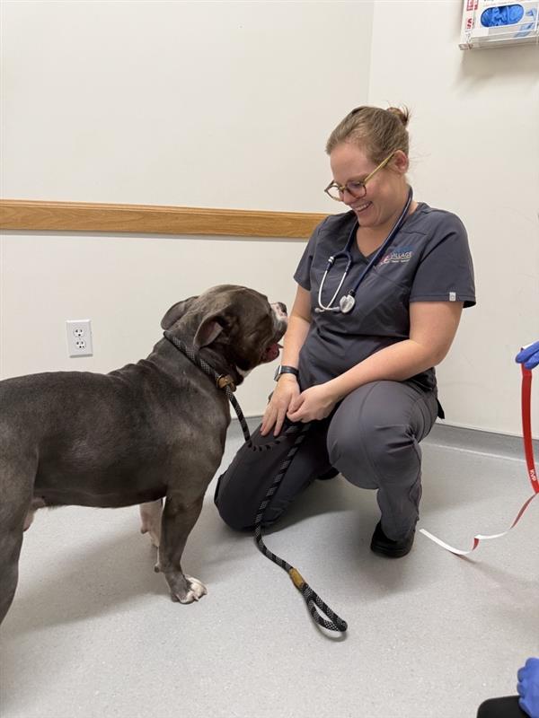 Veterinarian examining a dog at Heidi's Village clinic