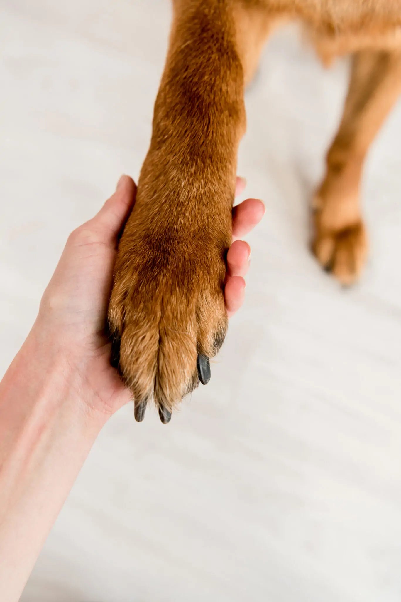 Hand holding a brown dog's paw on a light background
