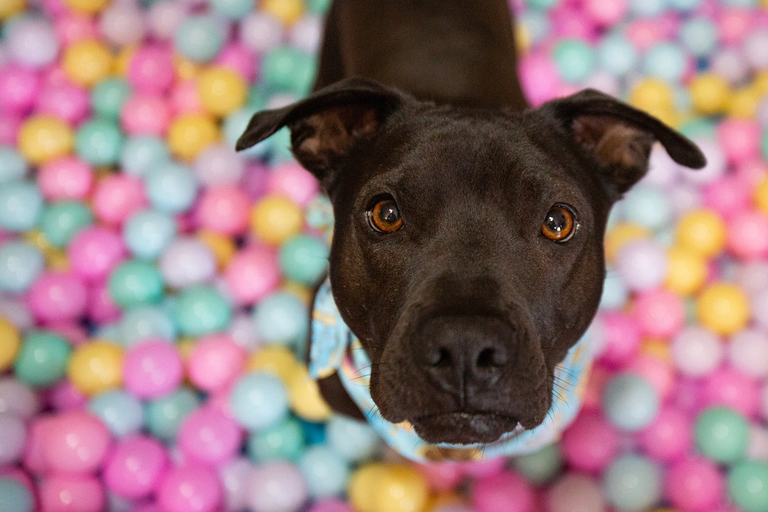 Dog with a colorful ball pit background