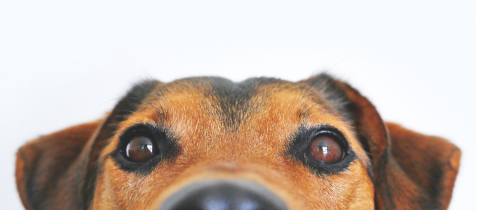 close up on dog face