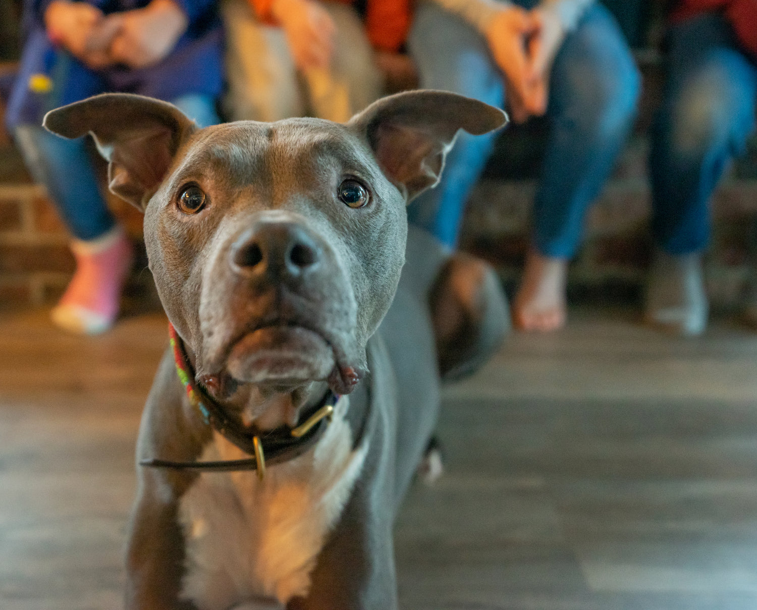 mixed breed dog looking at camera