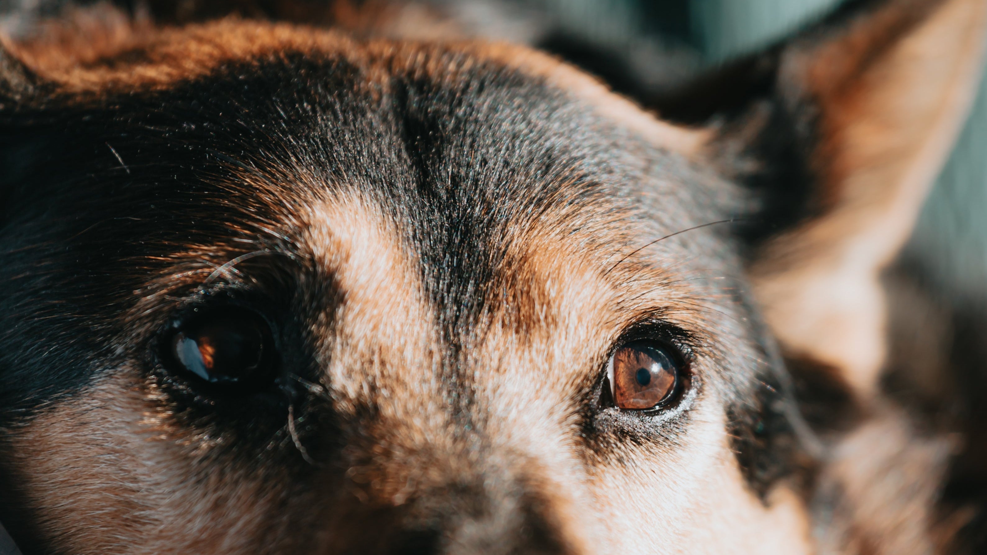 close up of brown and black pup