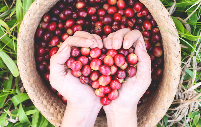 hands holding coffee cherries in heart shape