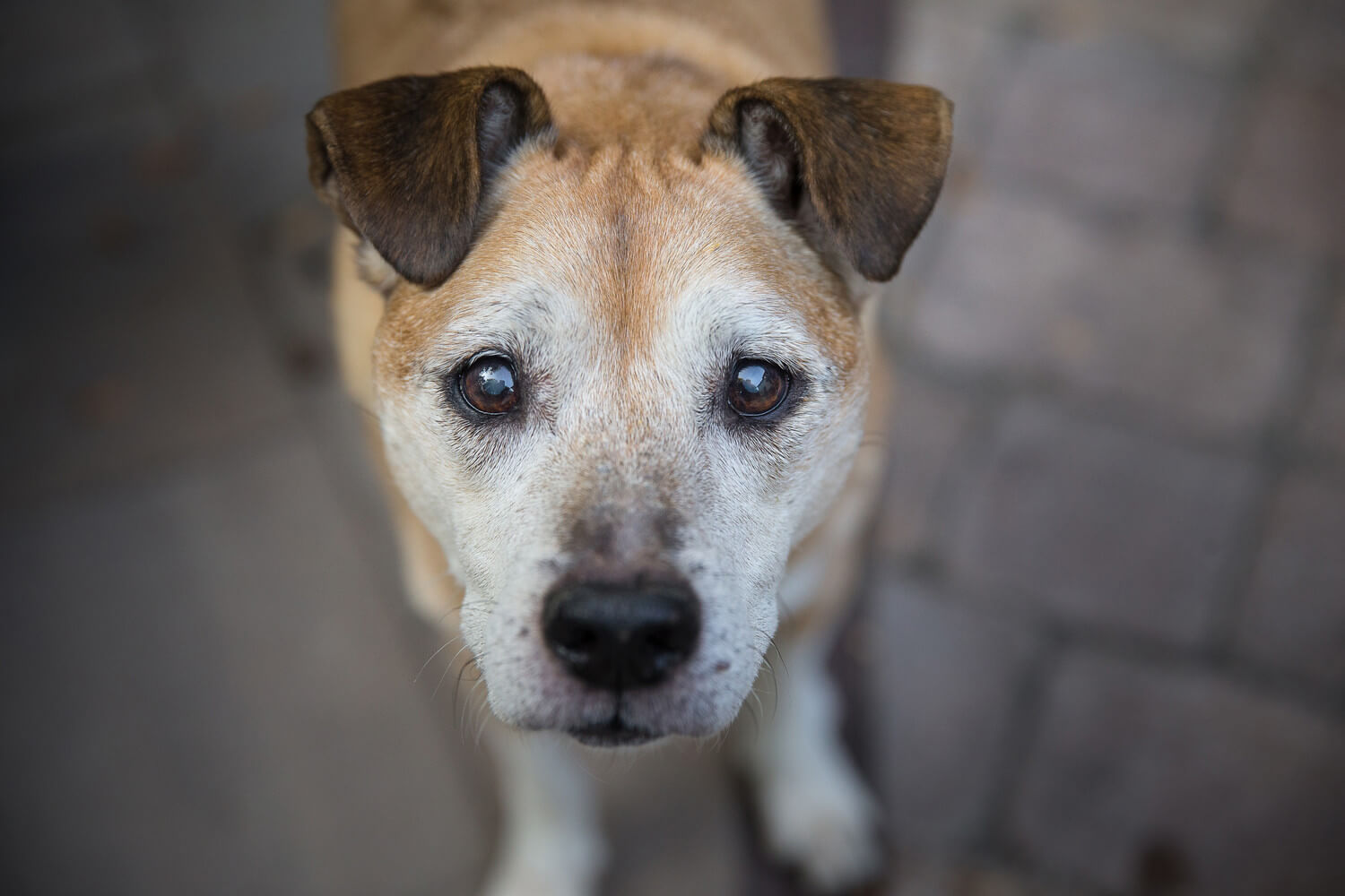 older pup looking up into camera